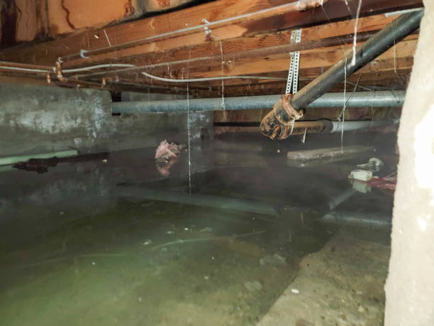 Best Professional water damage repair  in Volcano Golf Course, HI